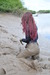 PVC Mud Sliding!
view details of set gm-2m09, Chastity takes to the mudbanks in PVC jeans