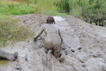 Black Shiny Shorts Mudbath